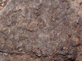 Limestone Fossils