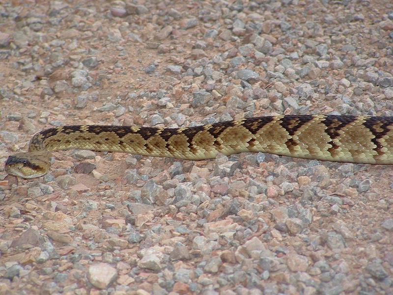 rattlesnake2709.jpg
