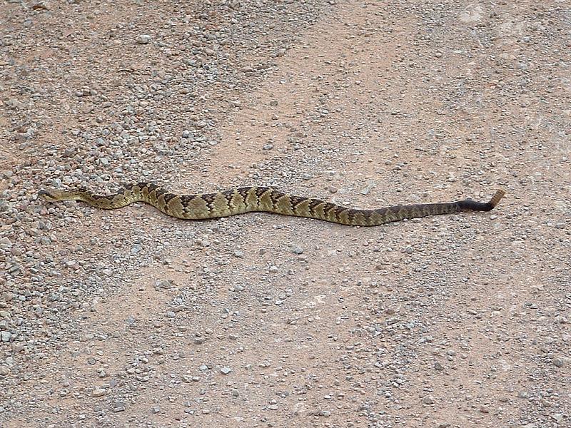 rattlesnake709.jpg