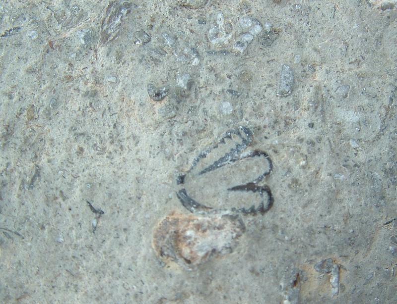 trilobitepygidium.jpg